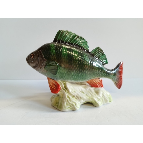 117 - Perch Beswick Fish