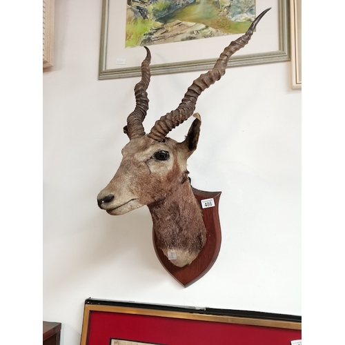 486 - Vintage stuffed head of a gazelle/ antelope one ear damaged