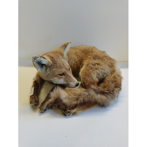 51 - Taxidermy Fox