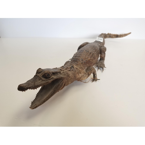 45 - Baby taxidermy Alligator