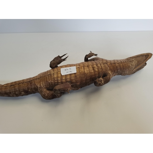 45 - Baby taxidermy Alligator