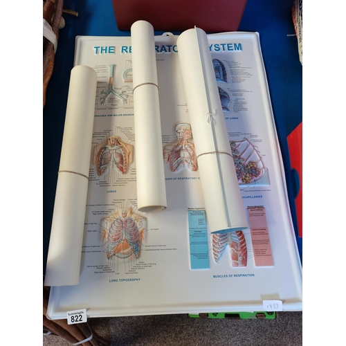 822 - 5 Anatomical Posters