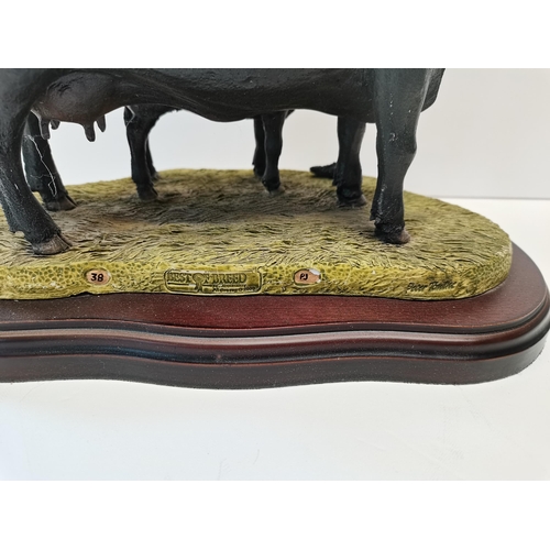 94 - Border fine arts Aberdeen Angus Cow and Calf - damaged