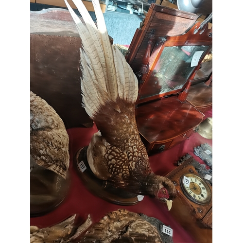 137 - Taxidermy item - A Pheasant