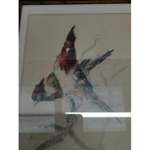 36 - A framed drawing of 2 Songbirds by signed Honoré CAMOS 1906-1991