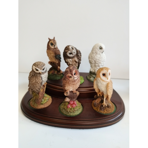 77 - x6 Royal Doulton Owls on plinth plus x6 Royal Doulton Birds on Plinth