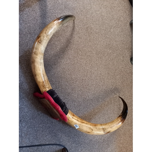 592 - A Pair of mounted Highland cattle horns W94cm