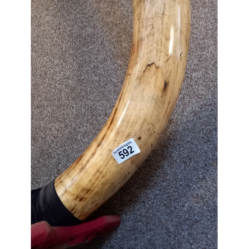 592 - A Pair of mounted Highland cattle horns W94cm