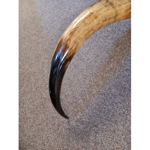 592 - A Pair of mounted Highland cattle horns W94cm