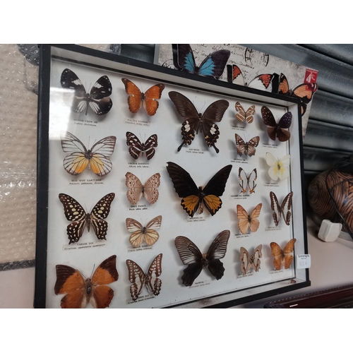 822h - Collection of butterflies