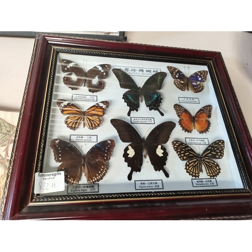 822h - Collection of butterflies