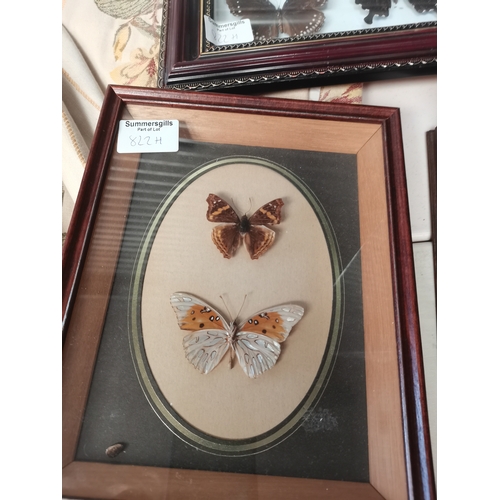 822h - Collection of butterflies