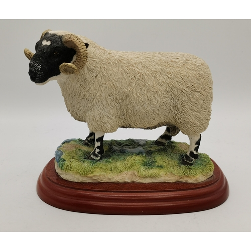 66 - x2 Border Fine Arts Figures on stands - 'Sheep County Show A0734 Blackfaced Ram', 'On the Hill' (She... 