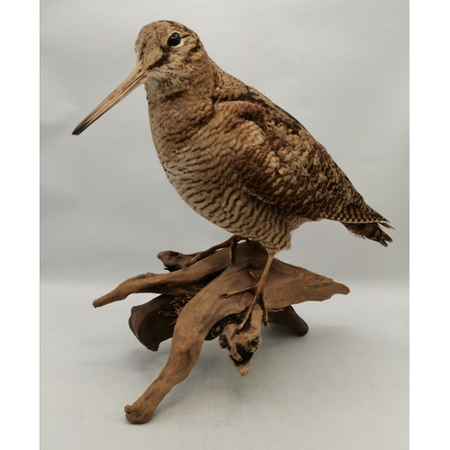 22 - Taxidermy: A woodcock (Scolopax rusticola), modern, an adult bird on a naturalistic mossy wooden bas... 