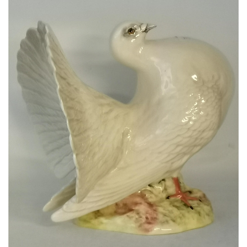 27 - A Beswick Fantail Pigeon, model no. 1614, white gloss