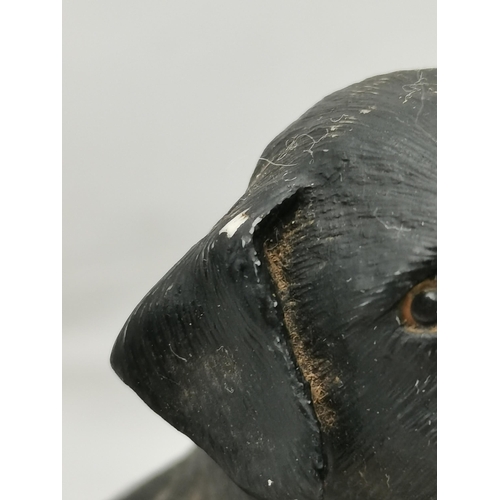 74 - A Border Fine Arts figure of a black labrador dog, seated, by Ray Ayres, 1983, on an oval wooden bas... 