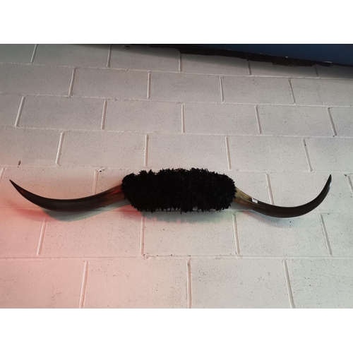 762A - A set of black Highland cow horns. 146cm wide