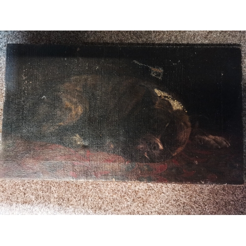 87 - Portrait of a resting dog, oil on canvas, indistinctly signed [?? Gray] lower right. 31cm by 53.5cm