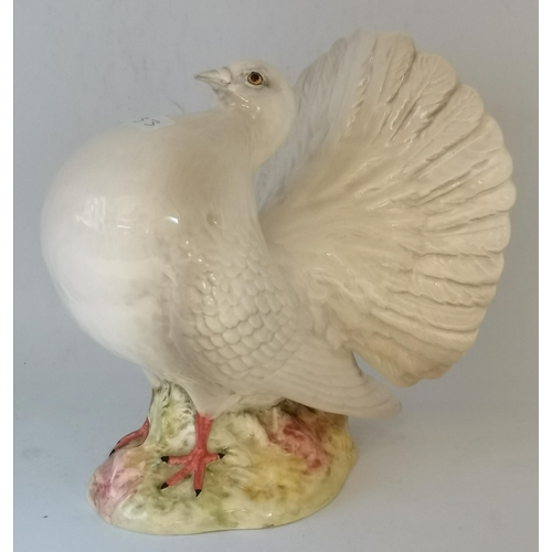 169 - A Beswick Fantail Pigeon, model no. 1614, white gloss