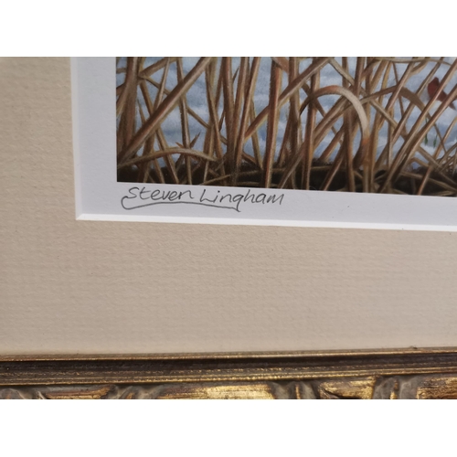 230a - Signed .Stephen Lingham Ltd edition print of pheasant 17/50 in Gilt frame - w62cm x H46cm (frame)