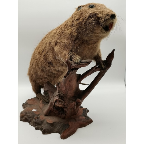 14 - Taxidermy: A Nutria or Coypu (Myocastor coypus), the large rodent standing on its webbed back feet, ... 