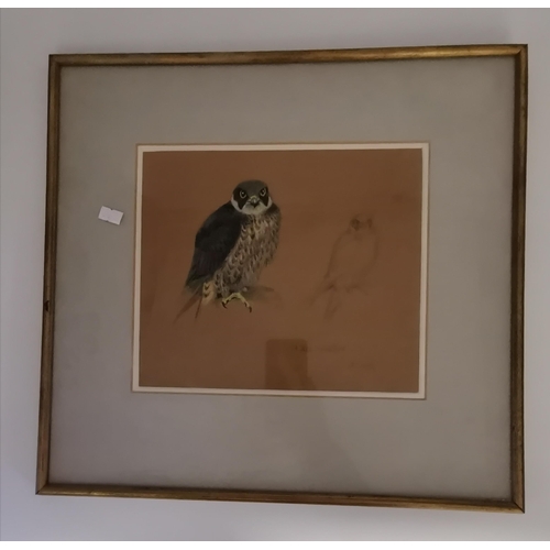 40 - British School, early 20th Century, 'Falco concolor', study of a sooty falcon in pastel and pencil, ... 