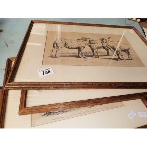 784 - x3 framed and mounted antique prints of animals