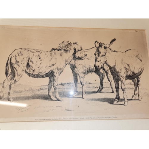 784 - x3 framed and mounted antique prints of animals