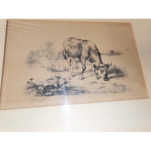 784 - x3 framed and mounted antique prints of animals