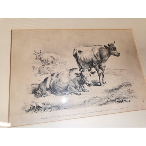 784 - x3 framed and mounted antique prints of animals