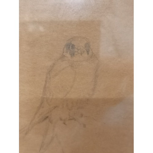 40 - British School, early 20th Century, 'Falco concolor', study of a sooty falcon in pastel and pencil, ... 