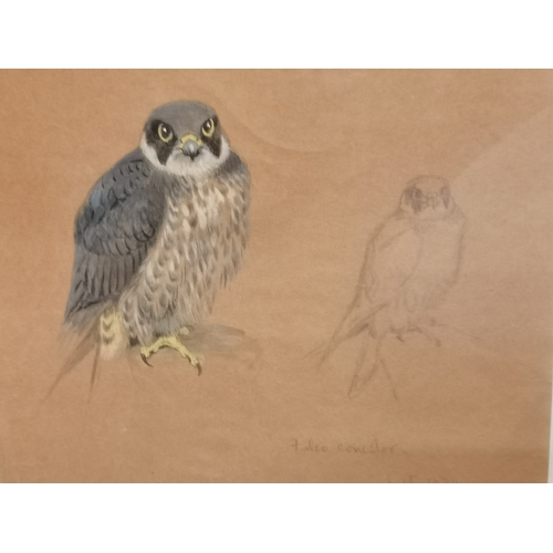 40 - British School, early 20th Century, 'Falco concolor', study of a sooty falcon in pastel and pencil, ... 