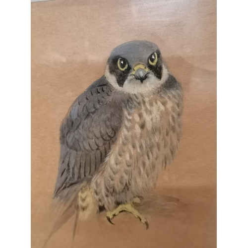 40 - British School, early 20th Century, 'Falco concolor', study of a sooty falcon in pastel and pencil, ... 