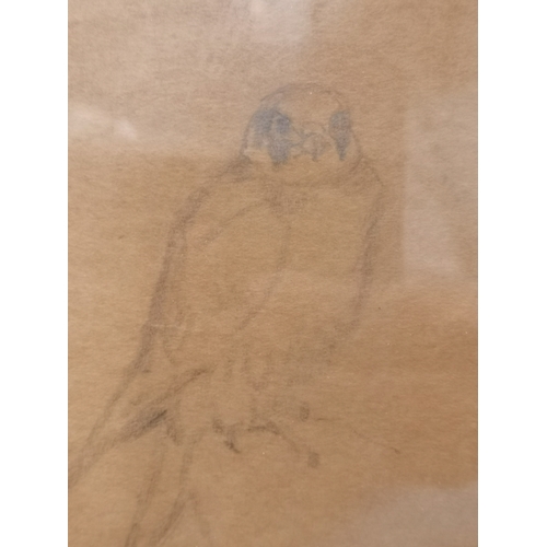 40 - British School, early 20th Century, 'Falco concolor', study of a sooty falcon in pastel and pencil, ... 