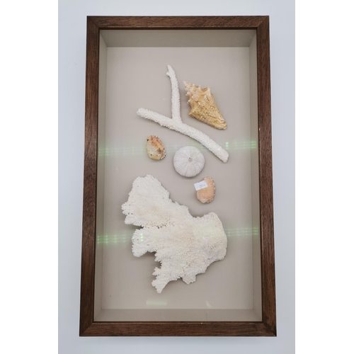 55 - Framed Fan Coral plus Framed Sea Urchin, sea snail shells, white coral 32cm x 54cm and 36cm x 47cm C... 