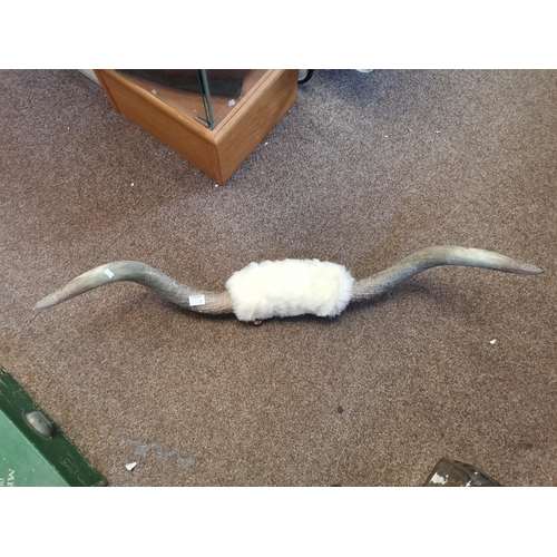 736A - Large pair of mouted  Cow / Ox horns with white / cream  hide