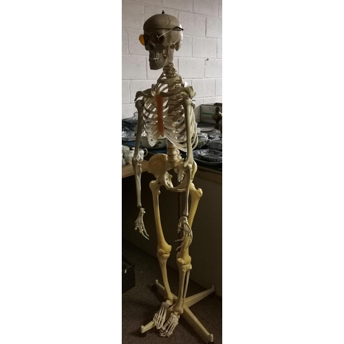 218 - Model Skeleton on stand (resin)