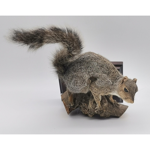 3 - Taxidermy: A grey squirrel (Sciurus carolinensis) and a stoat (Mustela erminea), each mounted in a c... 