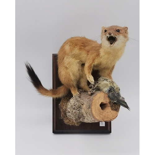 3 - Taxidermy: A grey squirrel (Sciurus carolinensis) and a stoat (Mustela erminea), each mounted in a c... 