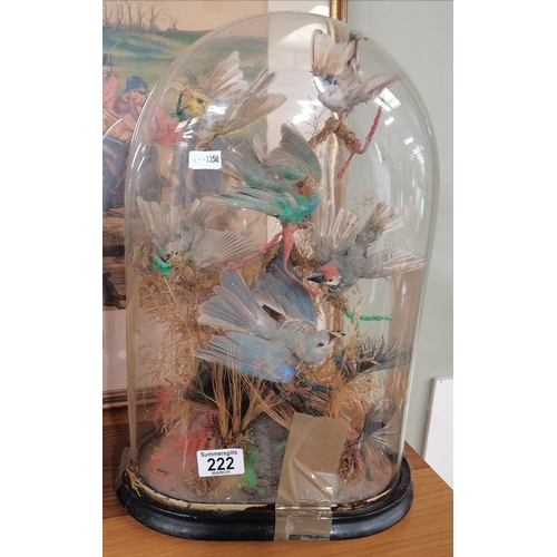 222 - A Victorian Naturalist Taxidermy Diorma featuring exotic birds mounted on branches and grasses H42cm