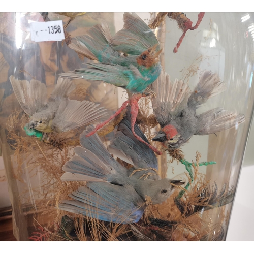 222 - A Victorian Naturalist Taxidermy Diorma featuring exotic birds mounted on branches and grasses H42cm