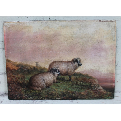 475 - Tom Hold 19th Century, sheep, oil on canvas, 35cm x 25cm, signed lower left, unframed.