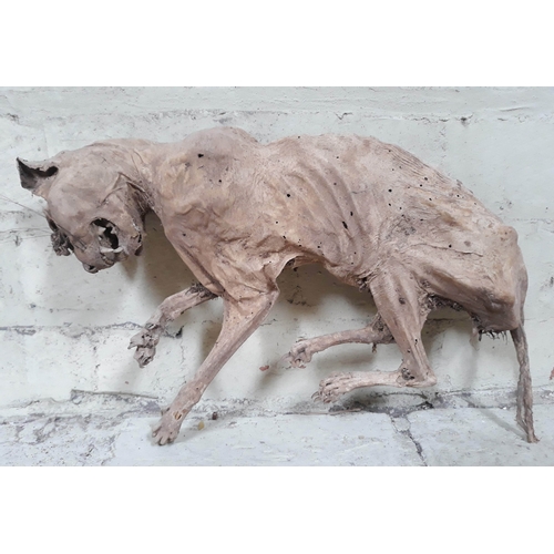 65 - Natural History: A mummified cat, believed to be 16th/17th Century, placed in a cavity wall to ward ... 