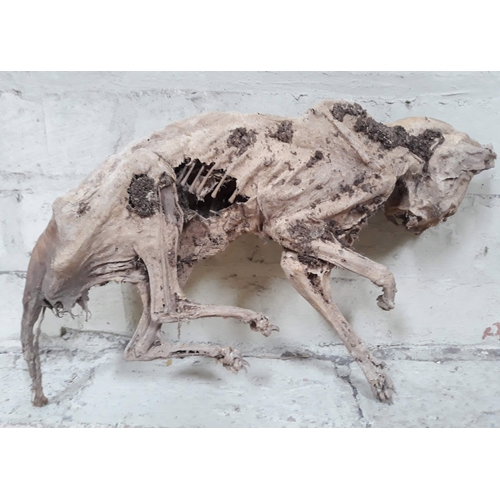 65 - Natural History: A mummified cat, believed to be 16th/17th Century, placed in a cavity wall to ward ... 