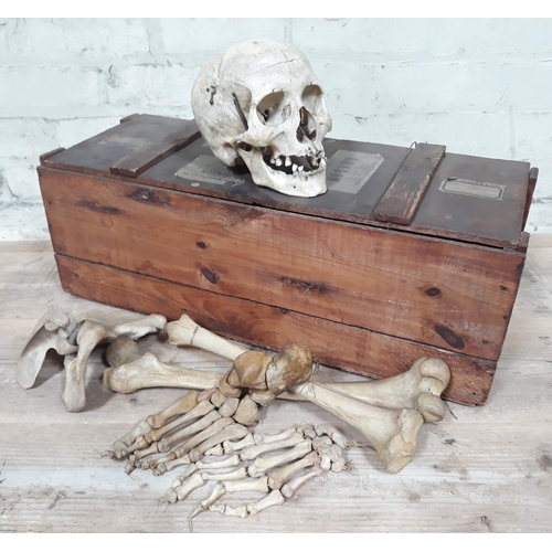 63 - An Articulated half human skeleton with box.