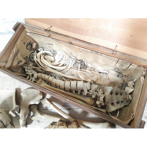 63 - An Articulated half human skeleton with box.