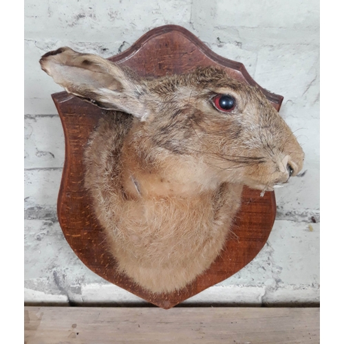 87 - A taxidermy hare mounted on wooden shield.