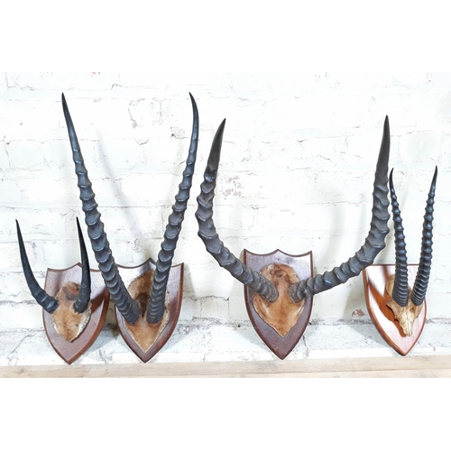 89 - Four pairs of mounted impala horns each with partial skull, largest length 53cm.