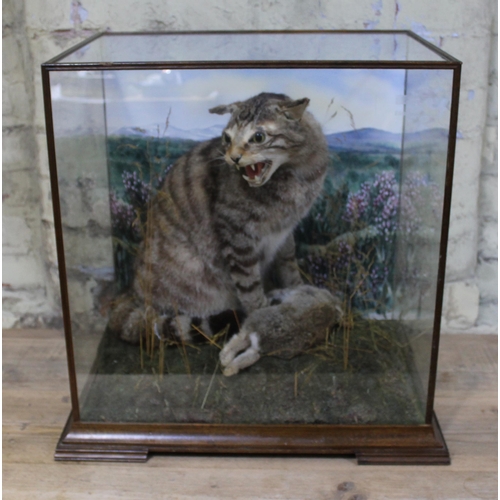 94 - A taxidermy Scottish wildcat naturalistically formed with a rabbit, housed within a glass display ca... 