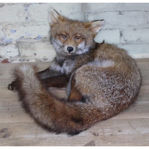 95 - A taxidermy curled fox, length approx. 48cm.